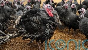 Bird flu outbreak confirmed in turkey flock in Carlow