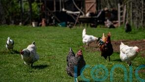Bird owners &lsquo;should house flocks immediately&rsquo; after second avian flu case