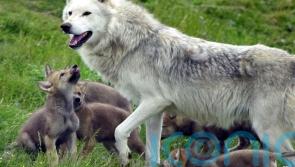 Young ‘cautious’ over potential reintroduction of wolves and lynx in the wild