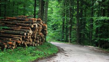 rows of forestry trees were left hanging over public roads