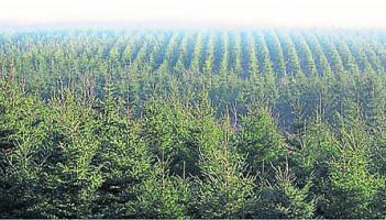 Planting trees under power lines in Leitrim 'poses a threat' - Sligo/Leitrim Senator