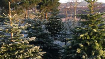 'Michael Healy Rae talking about planting Christmas trees underneath powerlines' - Leitrim councillor