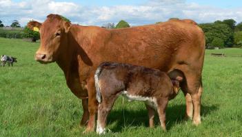 'Important that we get on top of this now': Leitrim TD calls for new Bluetongue measure