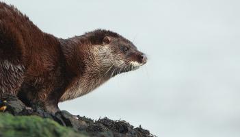 Spotted an otter in Leitrim lately? The National Parks and Wildlife Service wants to know
