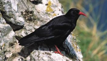 Chough bird | Scientific name: Pyrrhocorax pyrrhocorax 