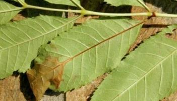 Ash dieback looms in Leitrim as councillors seek national action