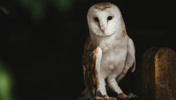 Spot a Barn Owl? Leitrim survey needs your help