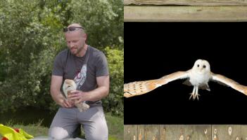 Forgotten hunters of Leitrim: New BirdWatch Ireland survey brings hope