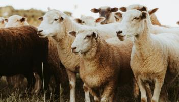 Leitrim councillor warns of a ‘sustainable, natural and healthy’ resource going to waste