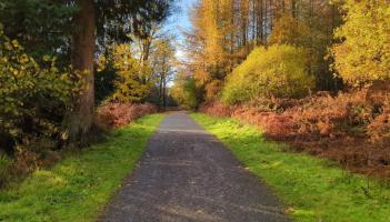 'There are leaves piling up and branches overgrown' - concern over Leitrim's greenways