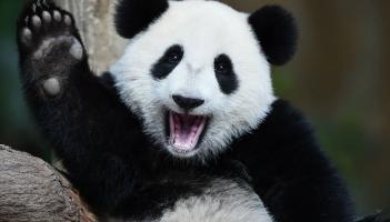 Drumshanbo Shed Distillery supporting Giant Panda conservation efforts