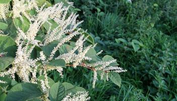 Leitrim County Council urged to act on invasive plant posing a danger to homes across the county