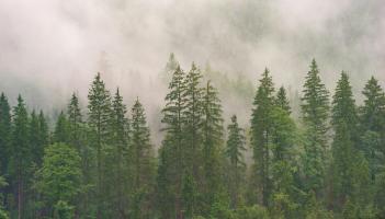 Coillte urged to replant native trees and create walkways near town in North Leitrim