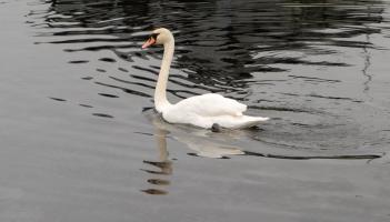 Leitrim Animal Welfare group issues warning following recent boat fires