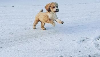 ALERT: Met Eireann issues snow warning for Leitrim as more wintry conditions are on the way