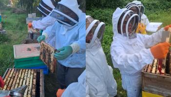Beginners beekeeping course and information day announced in Leitrim