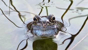 Where are all the frogs in Leitrim? Public asked to help keep a look out.