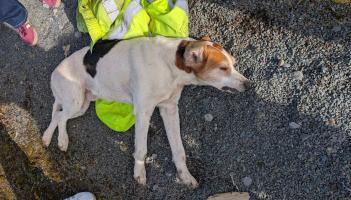 Outrage in Leitrim after stray dog killed in hit-and-run incident