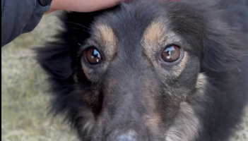 &lsquo;Frustrating&rsquo; Facebook restrictions threaten animal adoptions for Leitrim Welfare Group