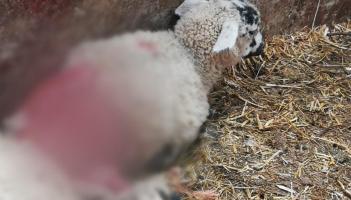 Pound escape dogs leave trail of carnage as 50 sheep killed in Longford