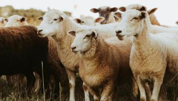 Leitrim farmers urged to apply for &euro;100 million sheep scheme
