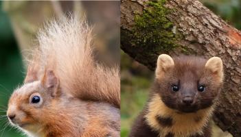 Leitrim! Keep a look out for the red squirrel and pine martin.