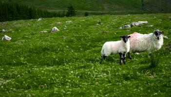 Leitrim farmers urged to stay vigilant after sheep theft during lambing season