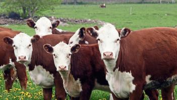 Welfare payments begin for Leitrim beef farmers