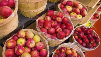 Apple day at the Organic Centre this Sunday