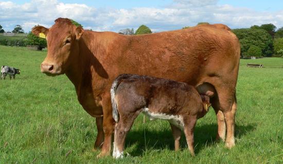 'Important that we get on top of this now': Leitrim TD calls for new Bluetongue measure