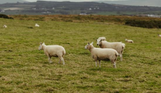 Major boost for Leitrim farmers as sheep scheme payments roll out across northwest