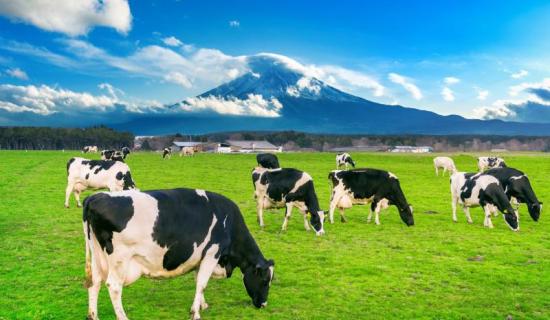 'He is making Bord Bia the laughing stock of Europe' - Leitrim's IFA's Rural Development Committee chair