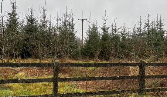 Leitrim&rsquo;s forestry nightmare: Where are we a year after Storm Eowyn?