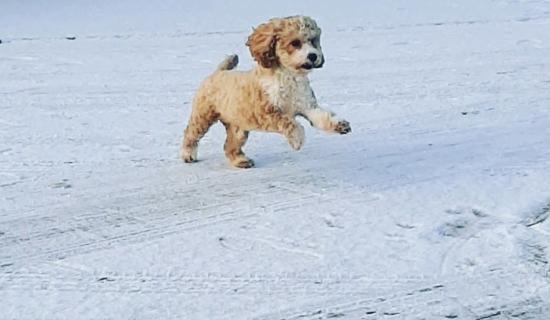 ALERT: Met Eireann issues snow warning for Leitrim as more wintry conditions are on the way