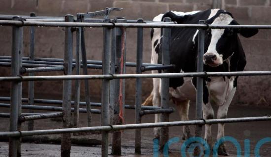 All-Ireland Bluetongue resolution needed for live exports North and South - Sligo/Leitrim TD