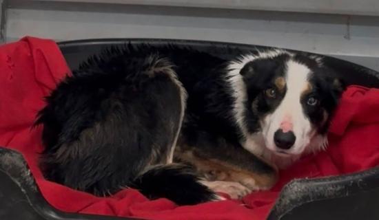Outrage as starving dog found fighting to survive in Leitrim forest