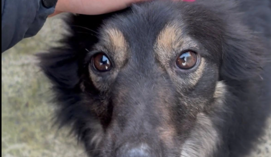 &lsquo;Frustrating&rsquo; Facebook restrictions threaten animal adoptions for Leitrim Welfare Group