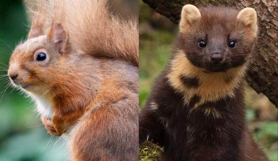 Leitrim! Keep a look out for the red squirrel and pine martin.