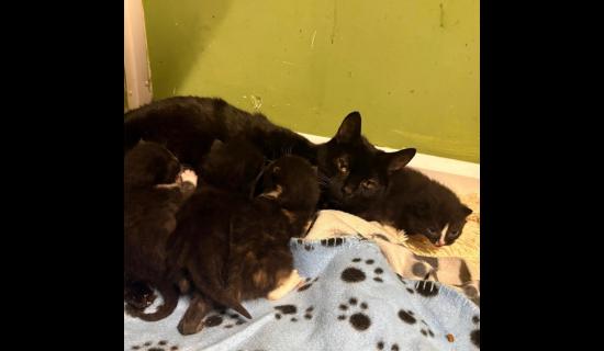 Nine cats taken from one home amid urgent appeal from Leitrim Animal Welfare