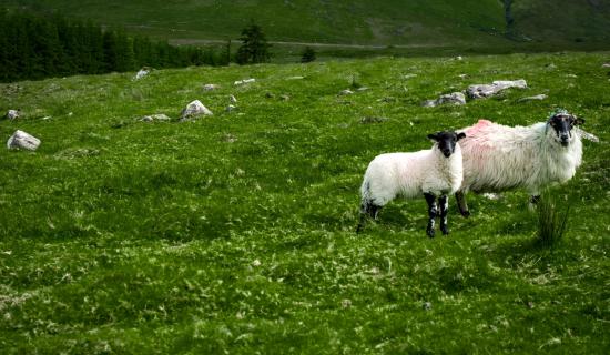 Leitrim farmers urged to stay vigilant after sheep theft during lambing season
