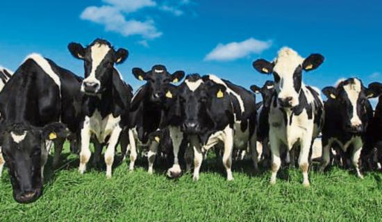 Leitrim IFA chairman - 'It's wrong to say that this can happen or would be allowed to happen'