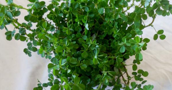 Don't forget to wear your Shamrock for St Patrick's Day ...
