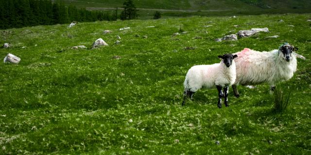 Leitrim farmers urged to stay vigilant after sheep theft during lambing season