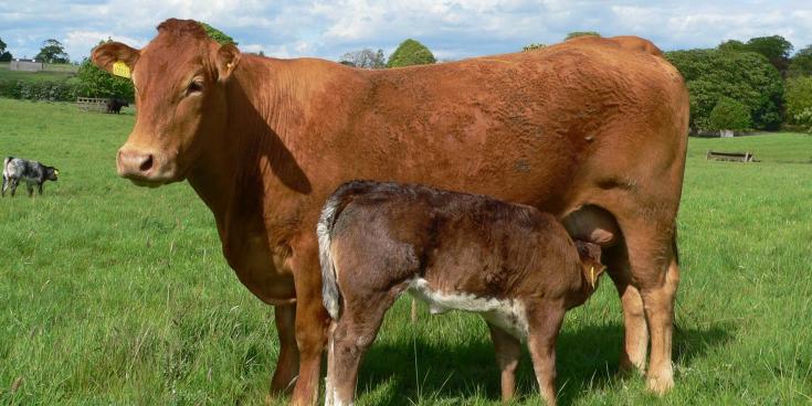 'Important that we get on top of this now': Leitrim TD calls for new Bluetongue measure