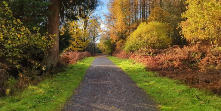 'There are leaves piling up and branches overgrown' - concern over Leitrim's greenways