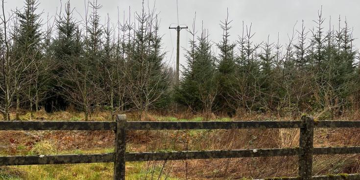 Leitrim&rsquo;s forestry nightmare: Where are we a year after Storm Eowyn?