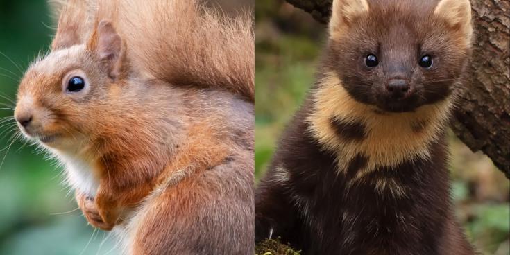 Leitrim! Keep a look out for the red squirrel and pine martin.