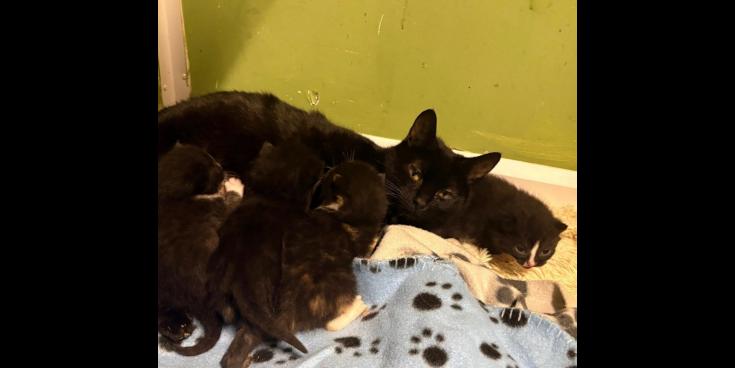 Nine cats taken from one home amid urgent appeal from Leitrim Animal Welfare