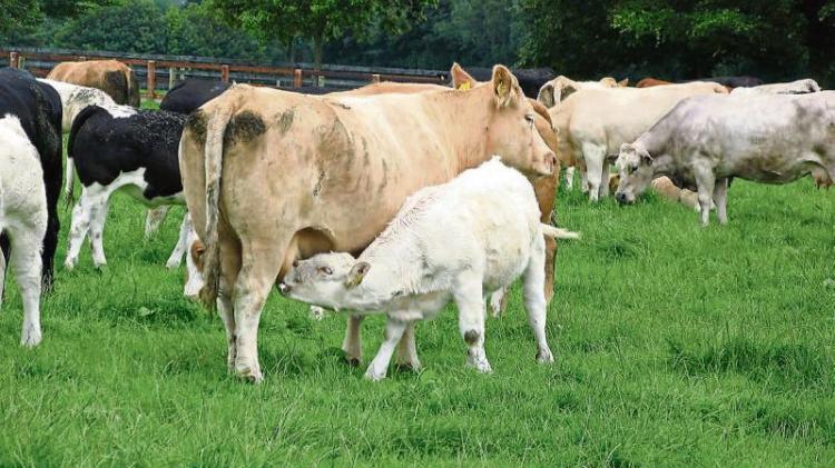 'Death nail for agriculture in the West, Nort-West'- says Sligo/Leitrim Minister