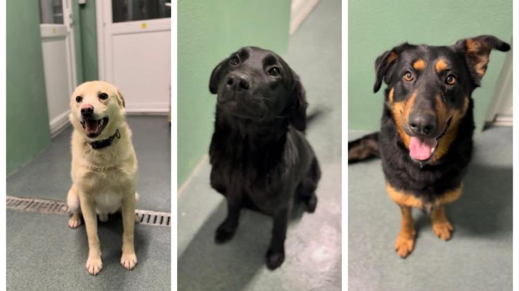 Leitrim Animal Welfare Centre full after new years surge of animals in need